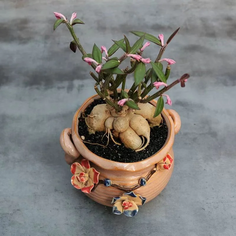 plant Aeonium Echeveria Haworthia  Caudex  Lithops Cactus  Agave 