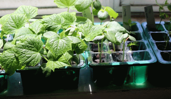 Seed Starter Trays with Grow Light – triadgift