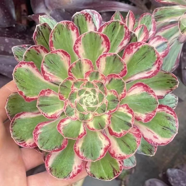 213. rubrolineatum variegate(V brocade's brocade)   single head and cutting  / Aeonium / Succulent plants / Garden landscape / Carefully select healthy plants
