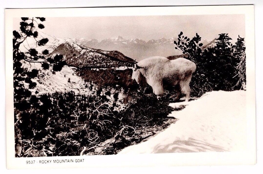 Rocky Mountain Goat RPPC Real Photo Poster painting Postcard Unused