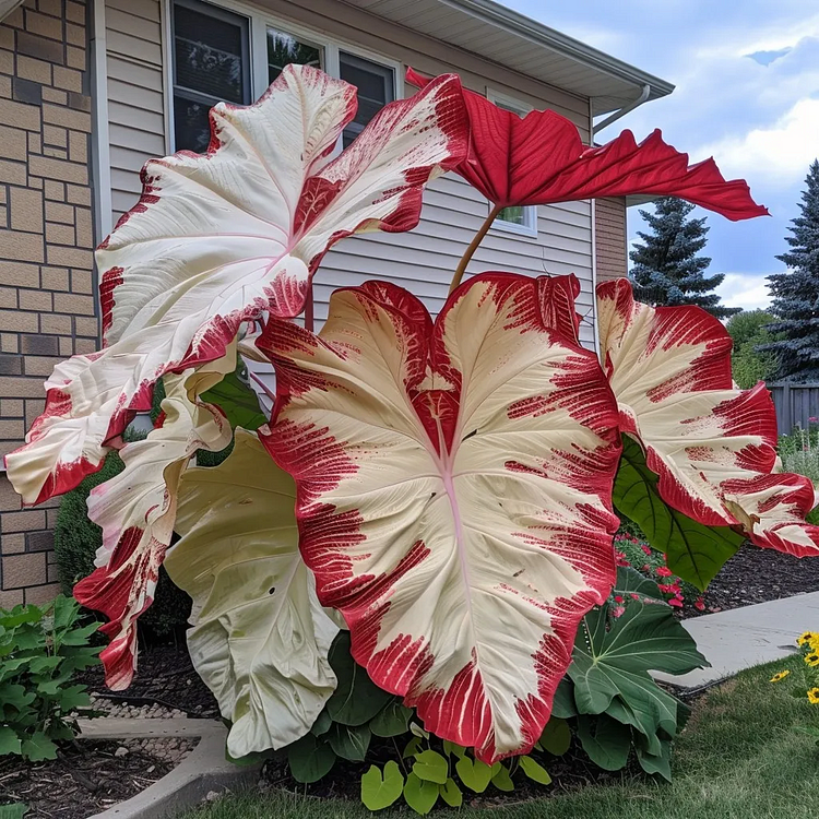 🔥Hot sale! 🌈Discover the most beautiful giant colorful taro you can grow
