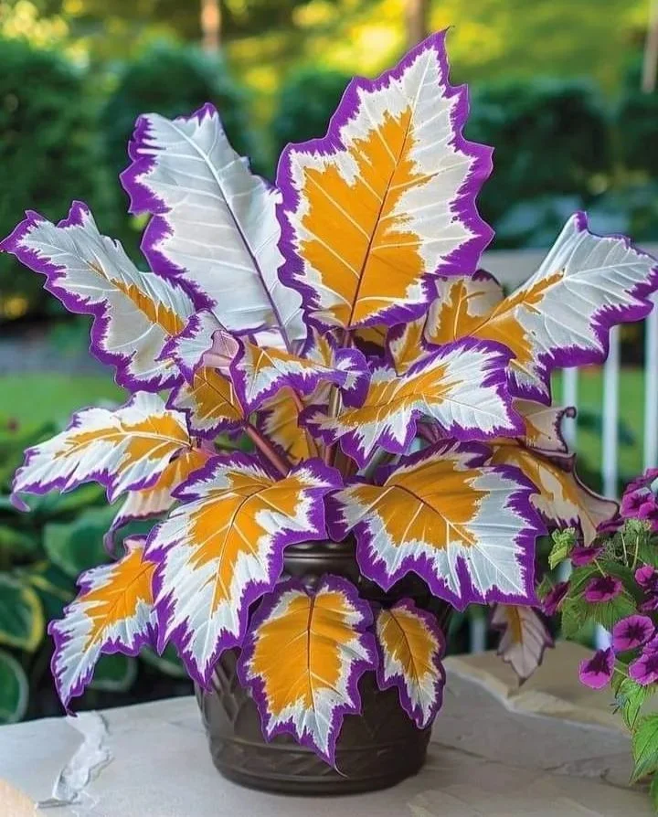 Rare Giant Tall Hosta Bulbs – Towering Elegance & Shade-Tolerant