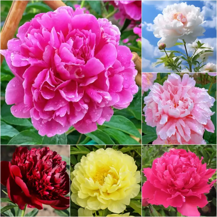 🌺 The Queen of Flowers&mdash;Double Petaled Piani