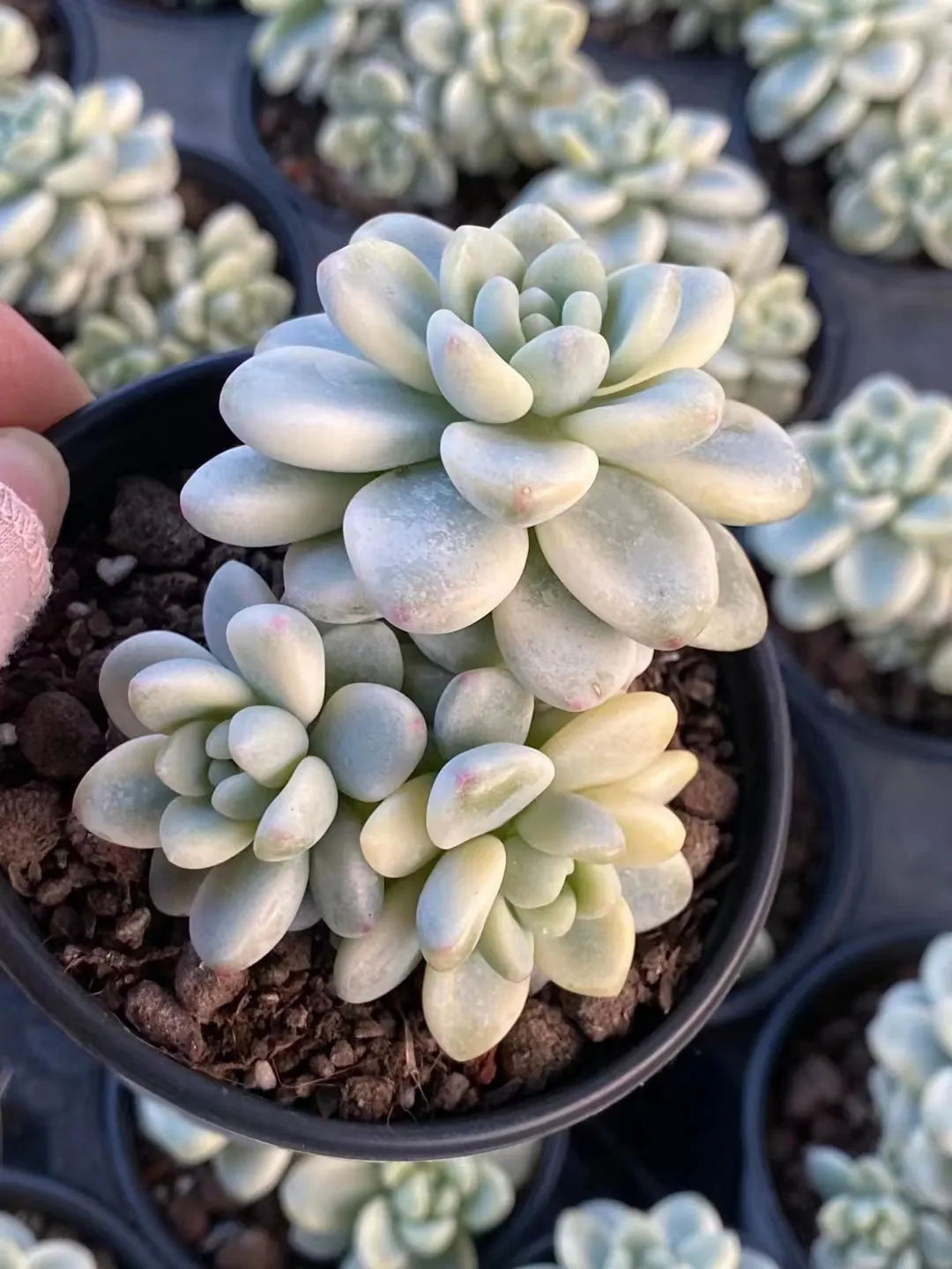 plant Aeonium Echeveria Haworthia  Caudex  Lithops Cactus  Agave 
