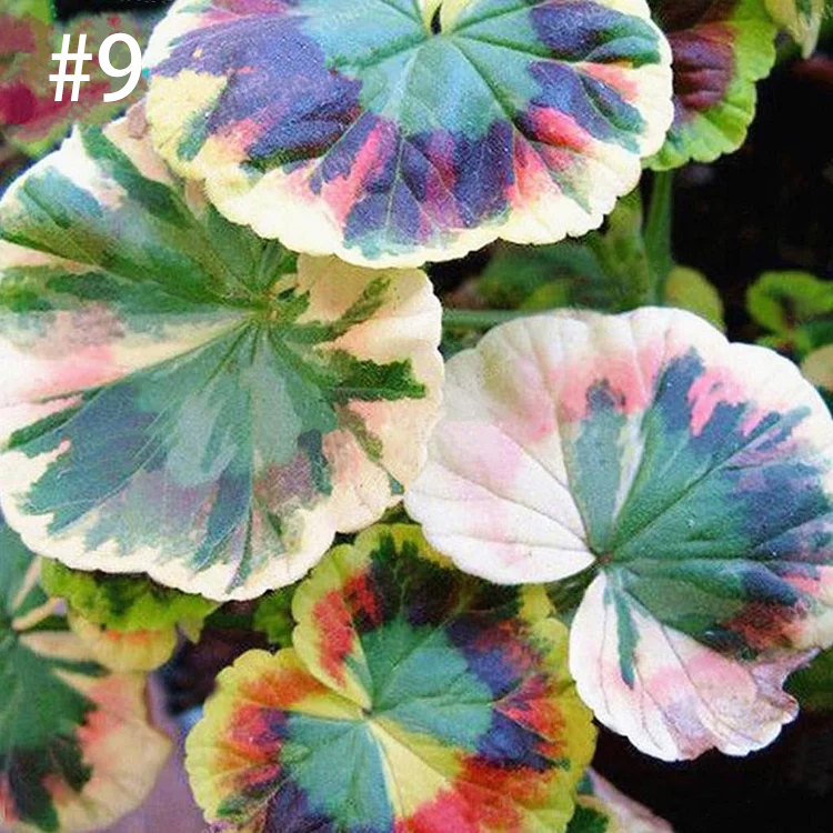 Coleus Bonsai Flower Leaf Plants Rainbow Dragon Seeds Garden