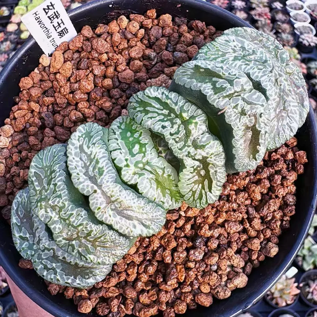 cy23.Haworthia truncata Genbu 6cm/ Haworthia/ Succulent plants / Garden landscape / Carefully select healthy plants