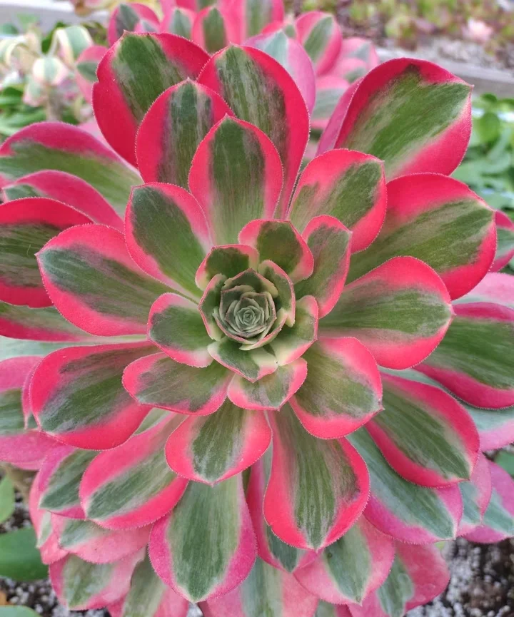 310.  Goddess   single head and cutting / Aeonium /Succulent plants / Garden landscape / Carefully select healthy plants