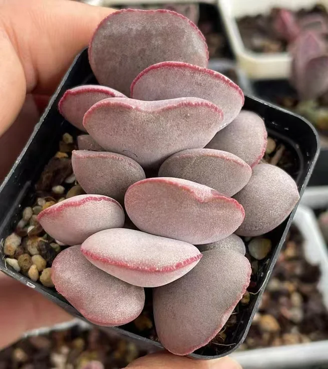 plant Aeonium Echeveria Haworthia  Caudex  Lithops Cactus  Agave 