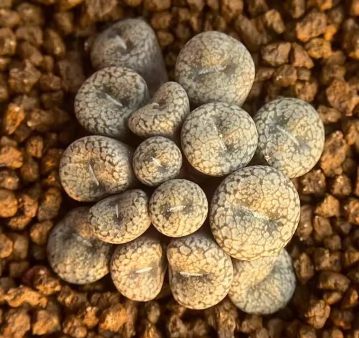 plant Aeonium Echeveria Haworthia  Caudex  Lithops Cactus  Agave 