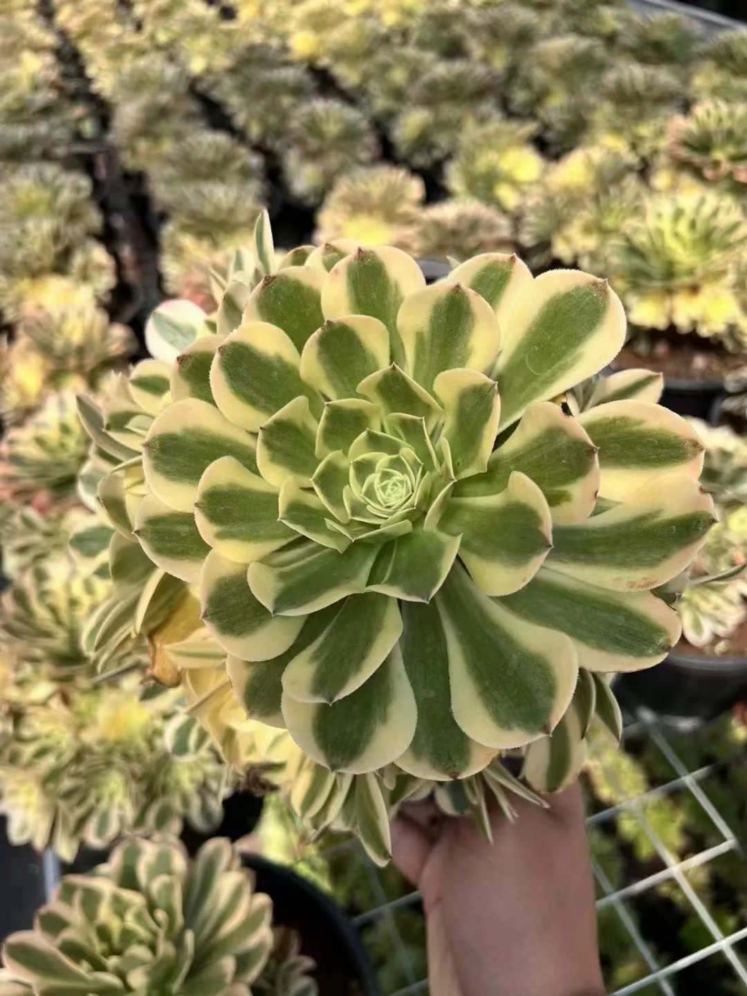 plant Aeonium Echeveria Haworthia  Caudex  Lithops Cactus  Agave 