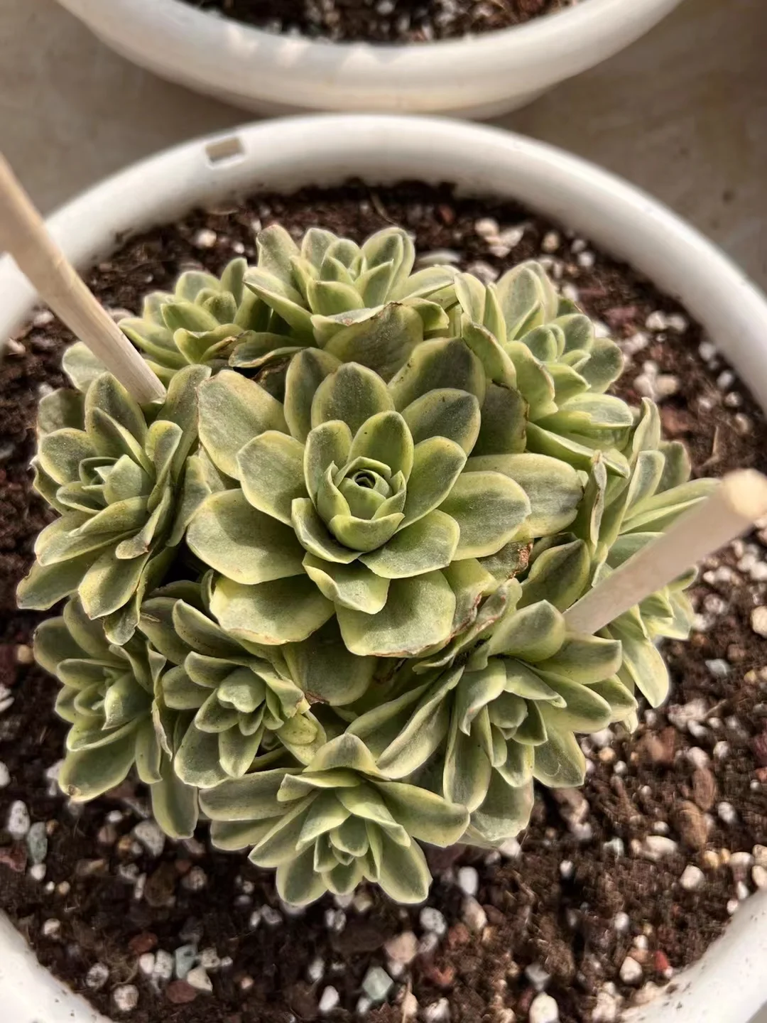 112.  Greenovia Webb& Berthel variation  cluster  6-8cm/ Aeonium cluster / Succulent plants / Garden landscape / Carefully select healthy plants