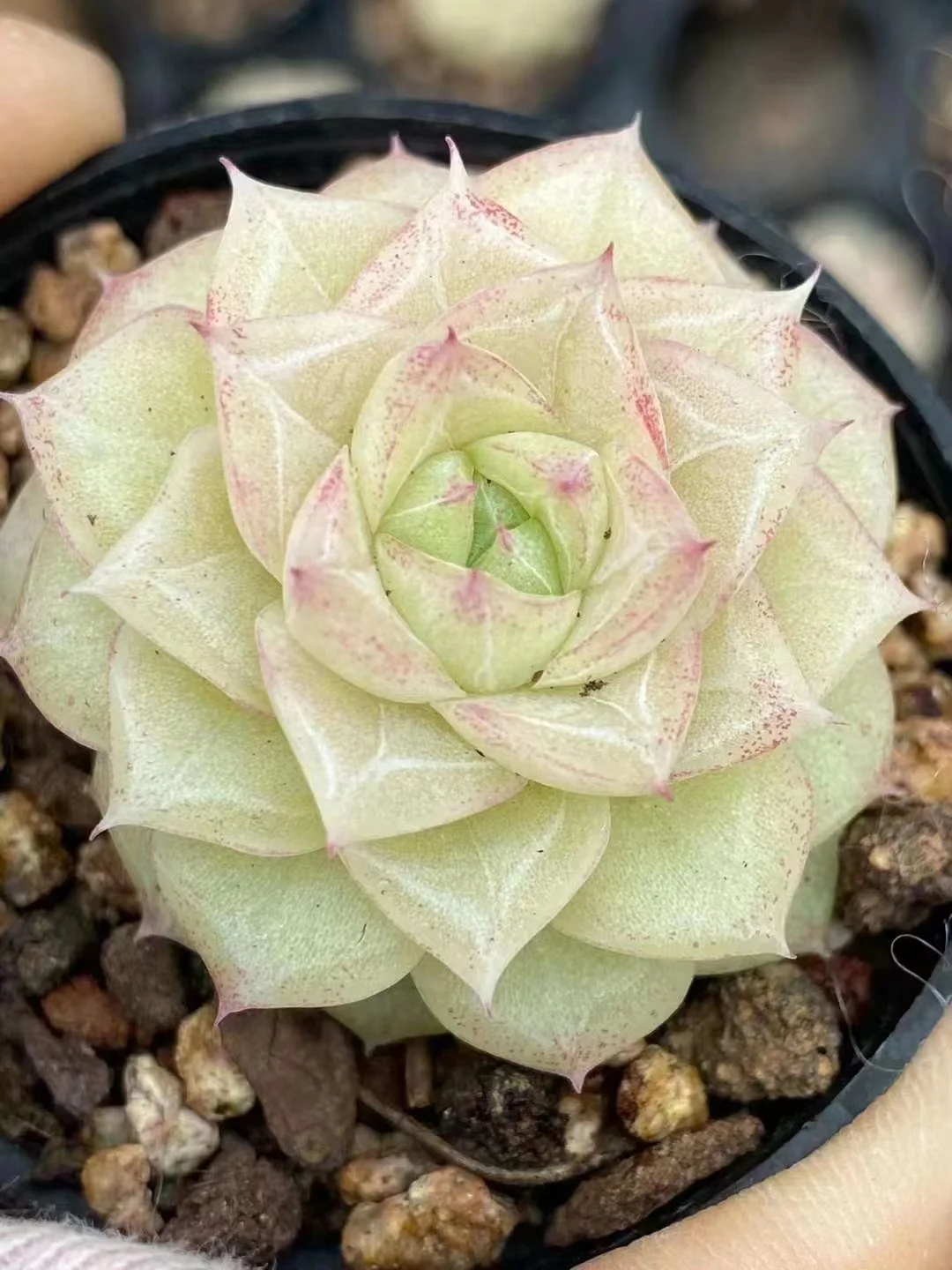 plant Aeonium Echeveria Haworthia  Caudex  Lithops Cactus  Agave 