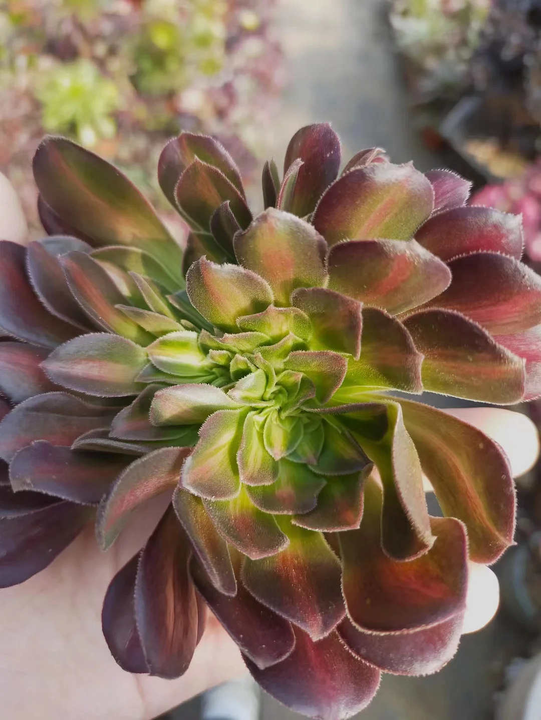 365.Pink witch middle spot brocade crested cutting 6cm/Aeonium crested/ Succulent plants / Garden landscape / Carefully select healthy plants