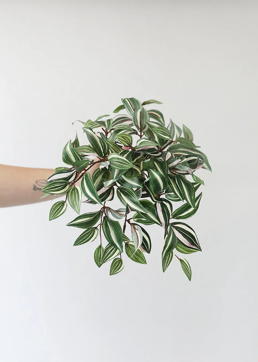 Small Variegated Wandering Jew Bush - 12"