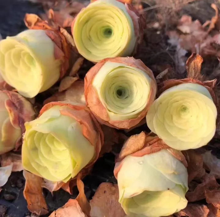546. Echeveria  Arora. single head 3-4cm  / Echeveria /Succulent plants / Garden landscape / Carefully select healthy plants