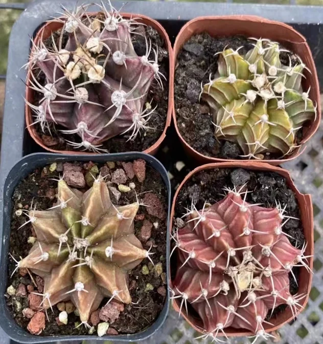 plant Aeonium Echeveria Haworthia  Caudex  Lithops Cactus  Agave 