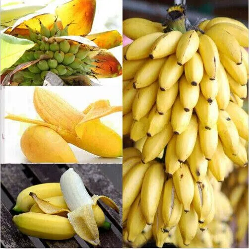 30pcs Dwarf Banana Seeds Bonsai Tree Tropical Fruit Seeds Balcony Home  Plants