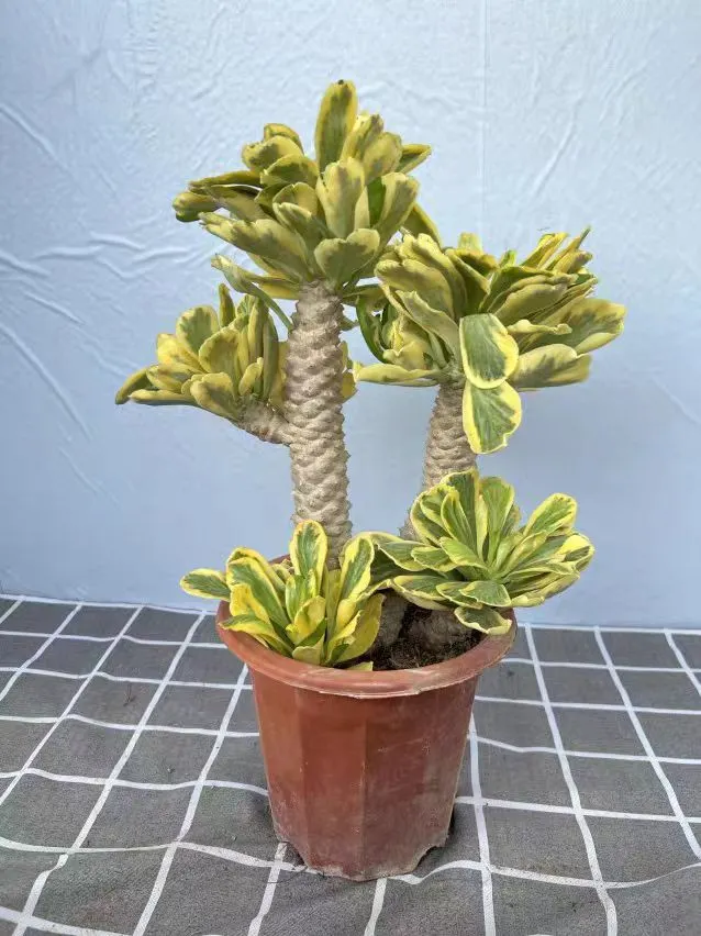 plant Aeonium Echeveria Haworthia  Caudex  Lithops Cactus  Agave 