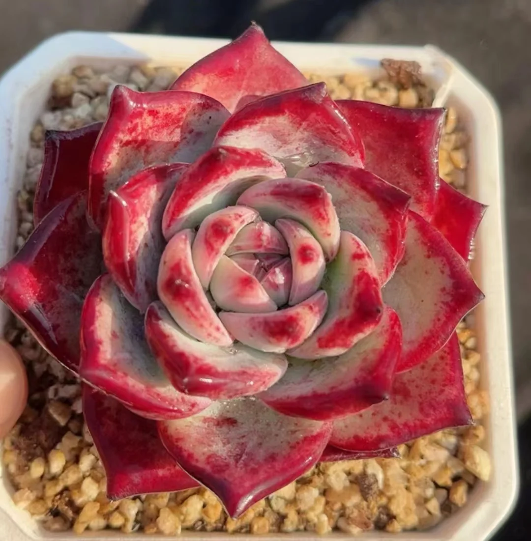 plant Aeonium Echeveria Haworthia  Caudex  Lithops Cactus  Agave 