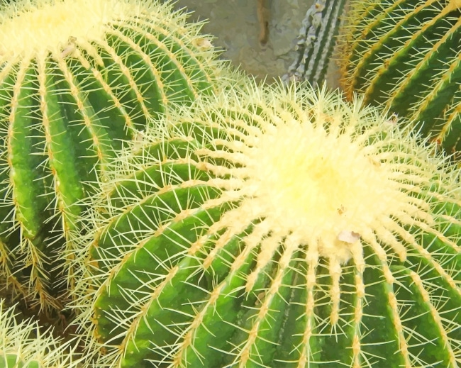 

Amazing Cactus – Paint By Numbers - 40*50CM, 501 Original