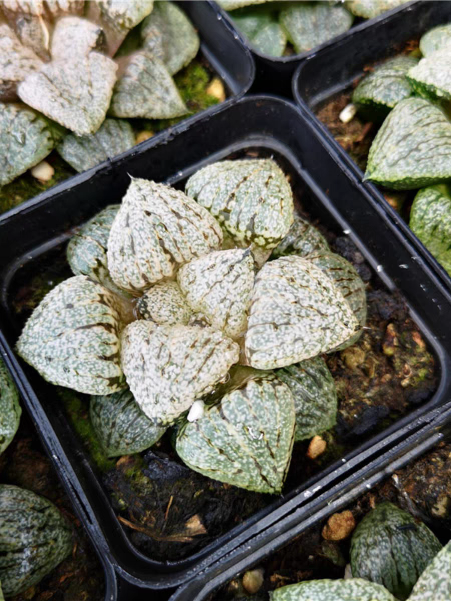 bjbm46.Haworthia emelyae var. emelyae Poelln 4-5cm/ Haworthia/ Succulent plants / Garden landscape / Carefully select healthy plants