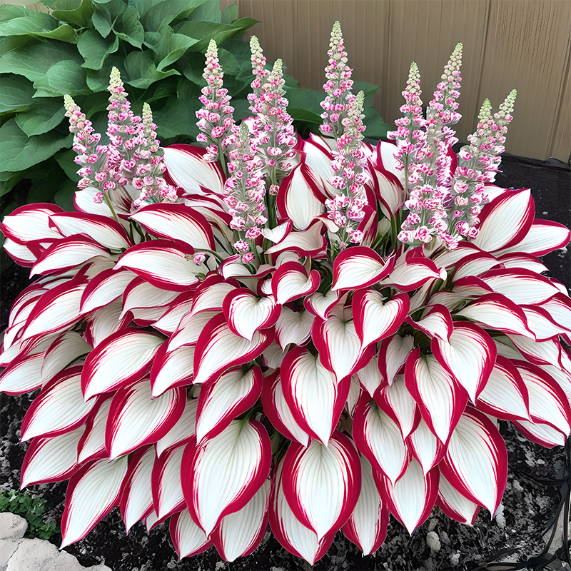 The Enchanting Hosta - Giant Variegated Red and White Hostas