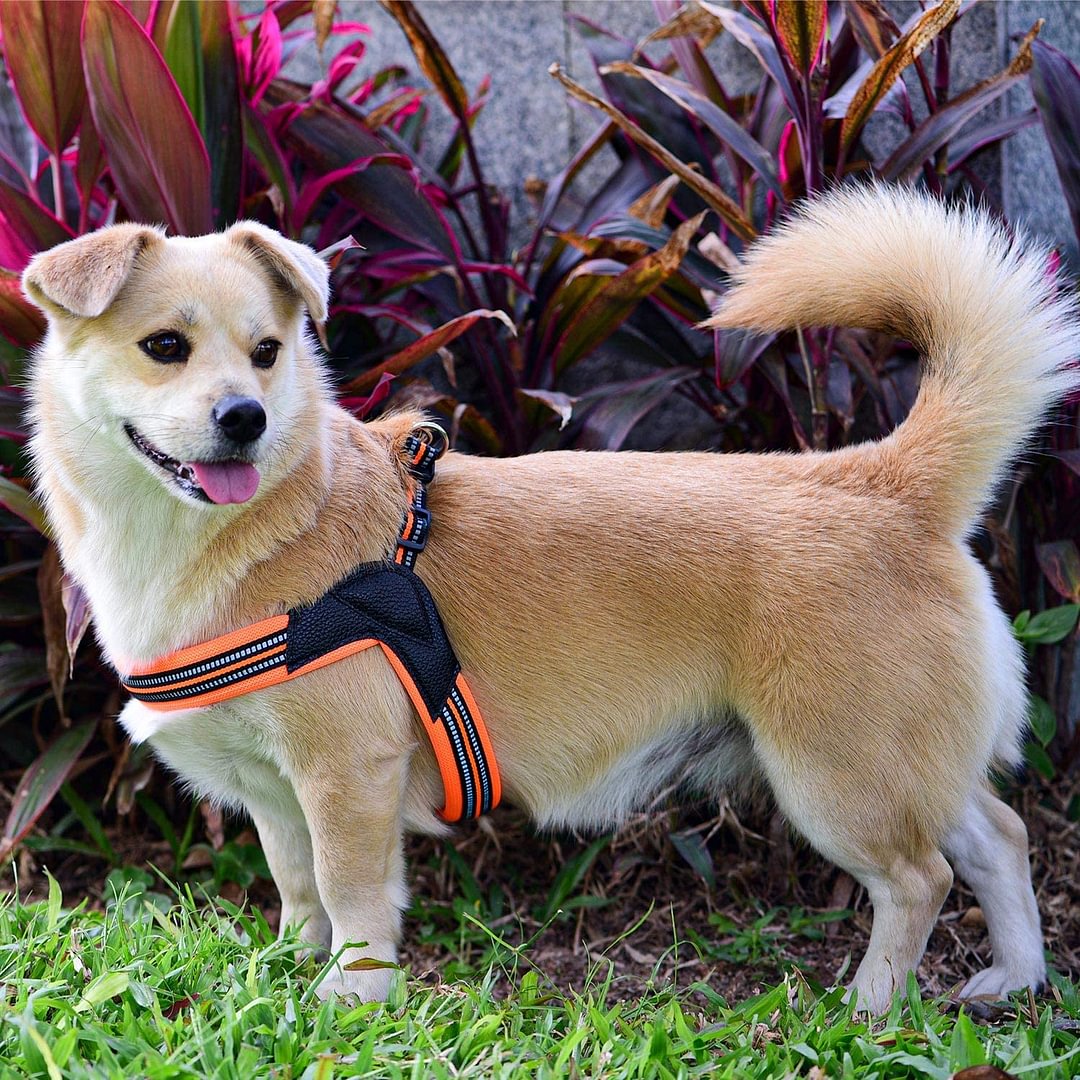 Buckle-up Easy Dog Harness Size