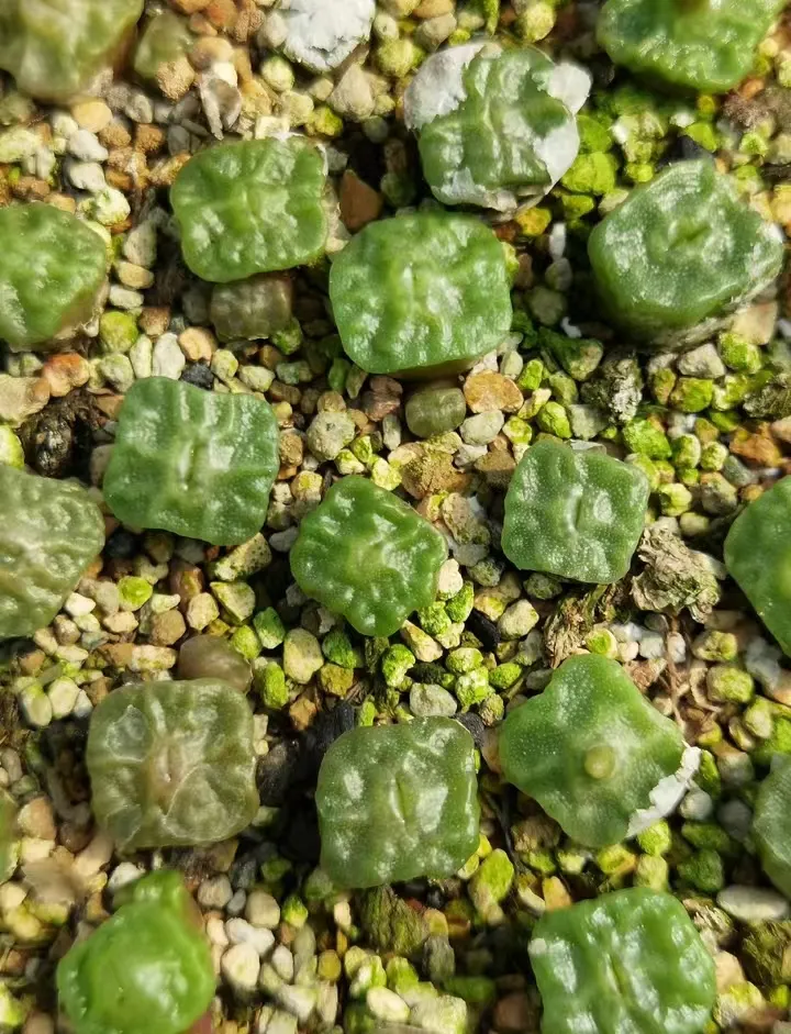 plant Aeonium Echeveria Haworthia  Caudex  Lithops Cactus  Agave 