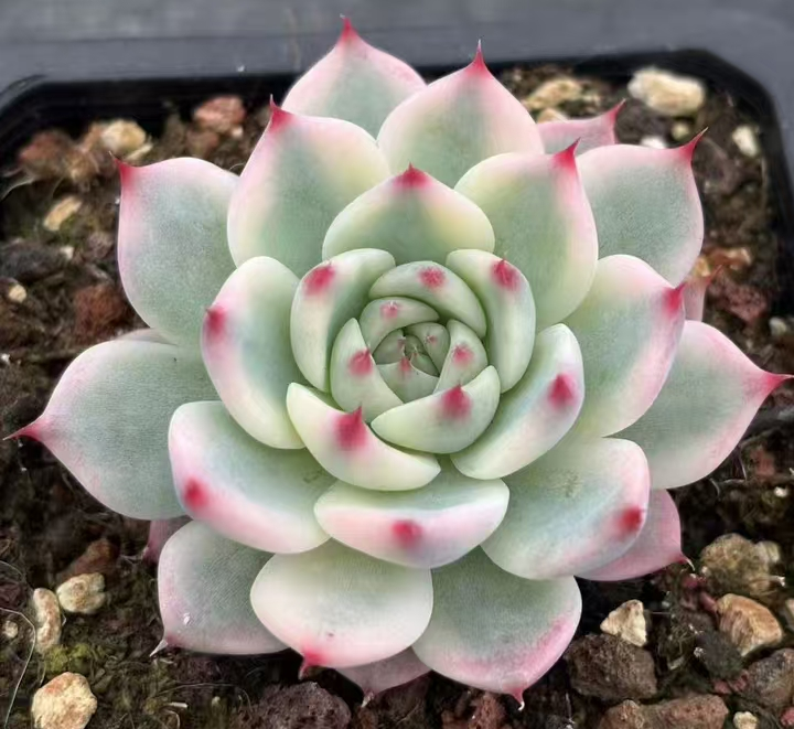 plant Aeonium Echeveria Haworthia  Caudex  Lithops Cactus  Agave 