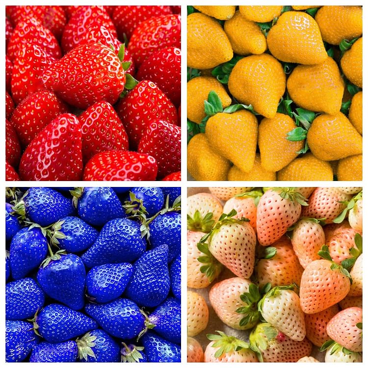 800+ Mix Strawberry Seeds for Planting - Heirloom Non-GMO Red Yellow Blue White Climbing Strawberry