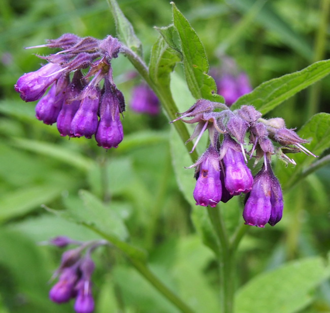 Comfrey Seeds Jonyparkseed®