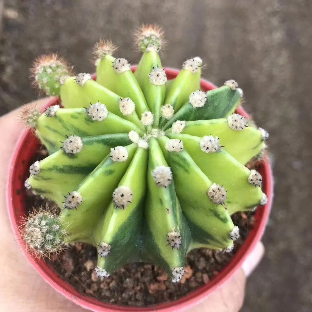 plant Aeonium Echeveria Haworthia  Caudex  Lithops Cactus  Agave 