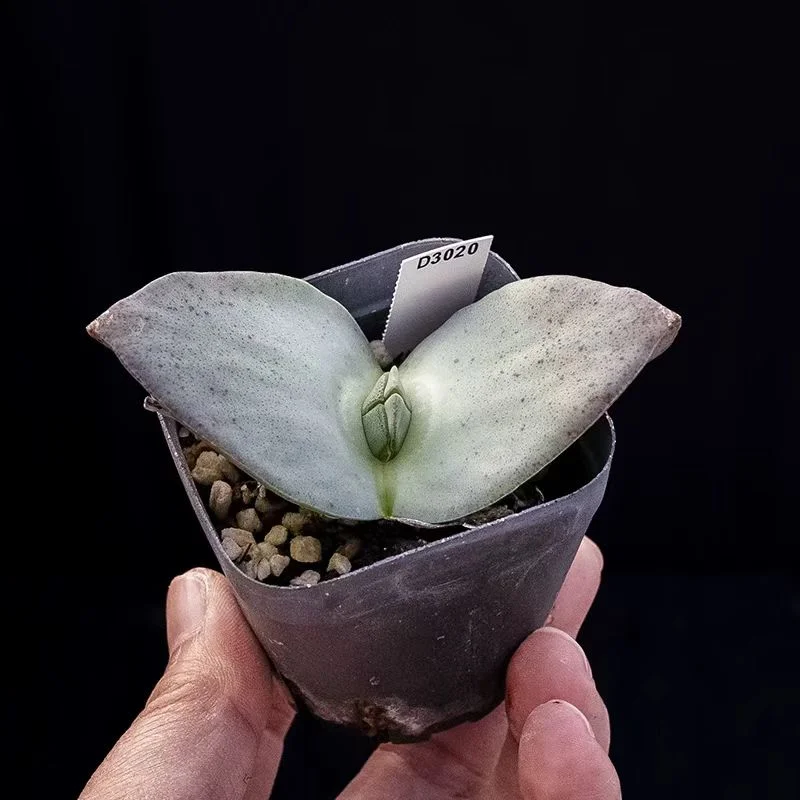 plant Aeonium Echeveria Haworthia  Caudex  Lithops Cactus  Agave 