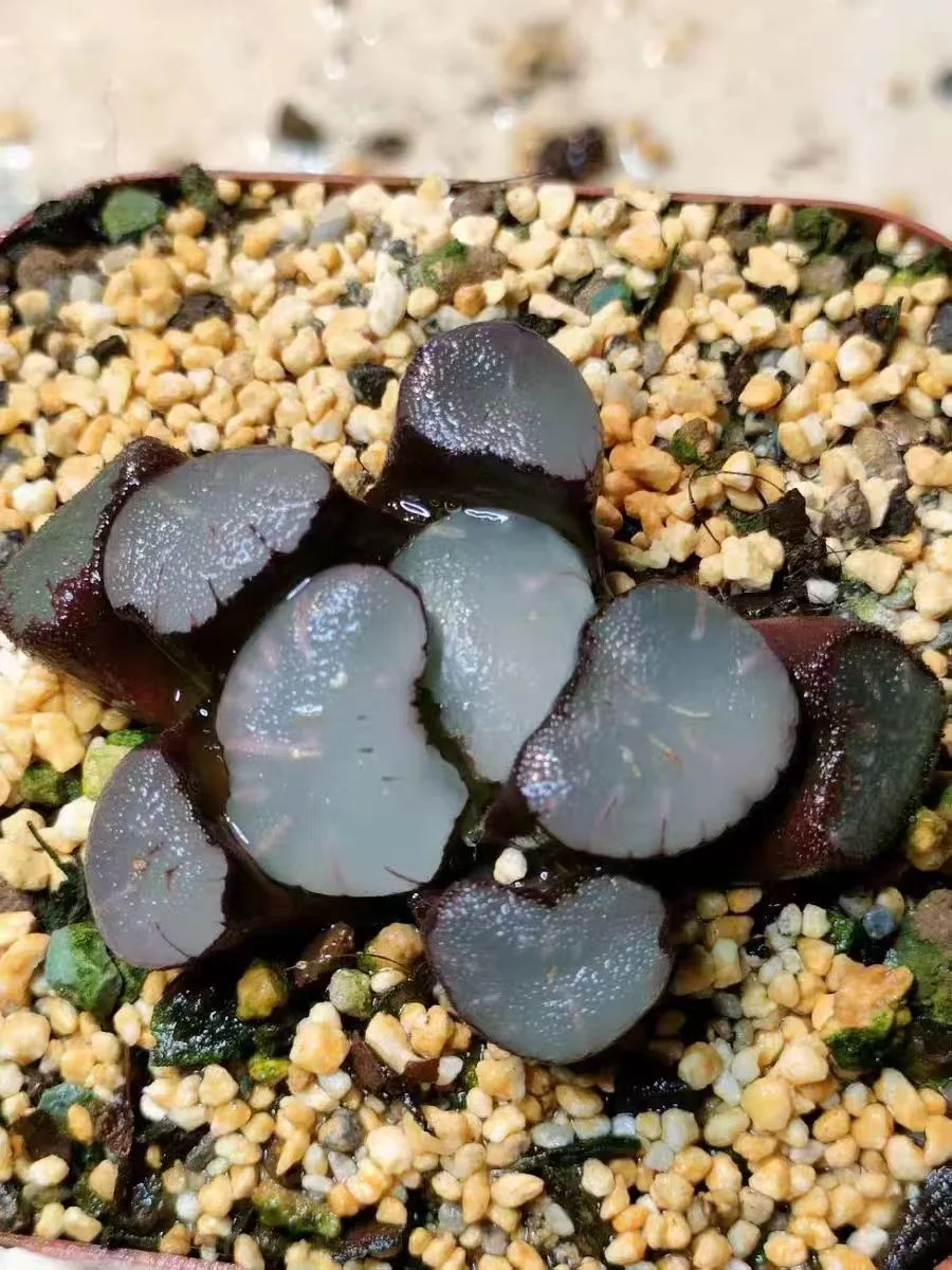 cy6.HAWORTHIA MAUGHANII 'MAGIC MIRROR' 4cm/ Haworthia/ Succulent plants / Garden landscape / Carefully select healthy plants