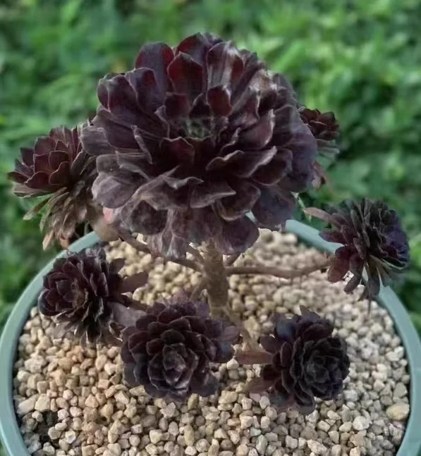 316. Black peony single head and cutting / Aeonium plants / Garden landscape / Carefully select healthy plants