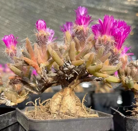 plant Aeonium Echeveria Haworthia  Caudex  Lithops Cactus  Agave 