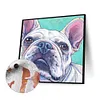 uk.everydayedeals (Limited Stock)Paint By Number - Oil Painting -  Bulldog (40*40Cm)