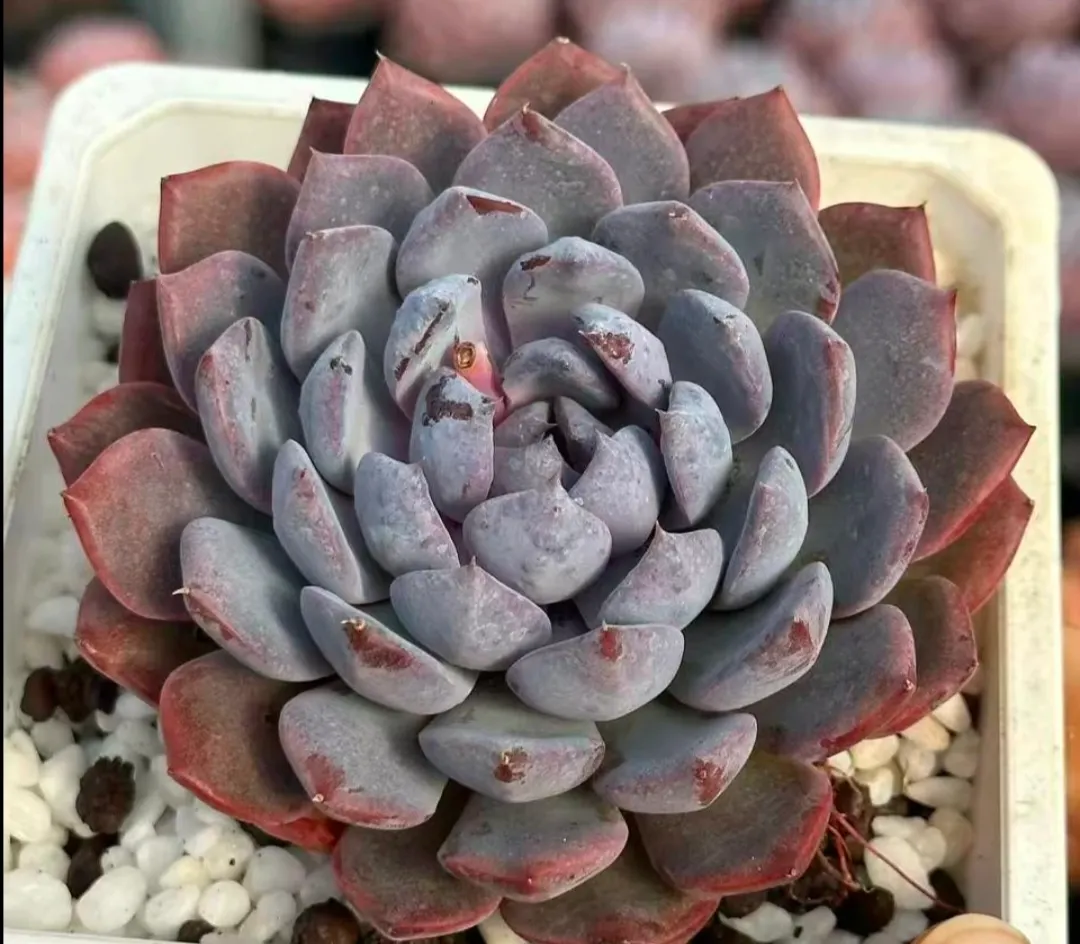 plant Aeonium Echeveria Haworthia  Caudex  Lithops Cactus  Agave 
