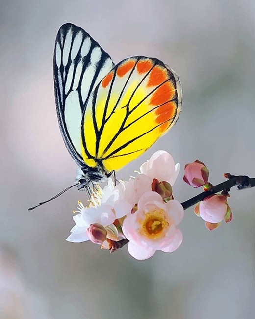 

Soft Yellow Butterfly – Paint By Numbers - 40*50CM, 501 Original