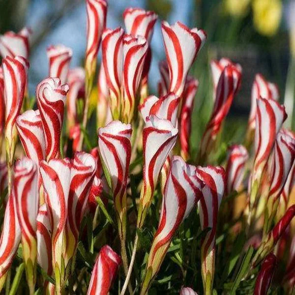 CANDY CANE OXALIS VERSICOLOR PLANT SEEDS