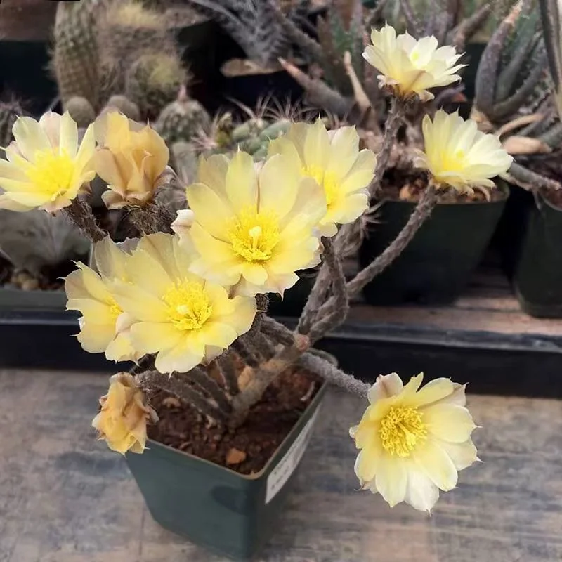 926.Pterocactus tuberosus 3cm/Caudex/ Succulent plants / Garden landscape / Carefully select healthy plants