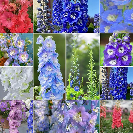 🔥Last Day Sale - 60% OFF🌺Delphinium Seeds-Mixed 5 Colors