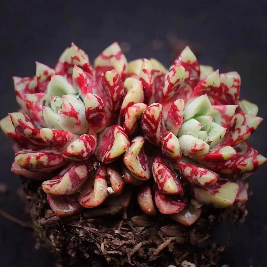 363. Blood Swallow   single head and cluster/ Echeveria /Succulent plants / Garden landscape / Carefully select healthy plants
