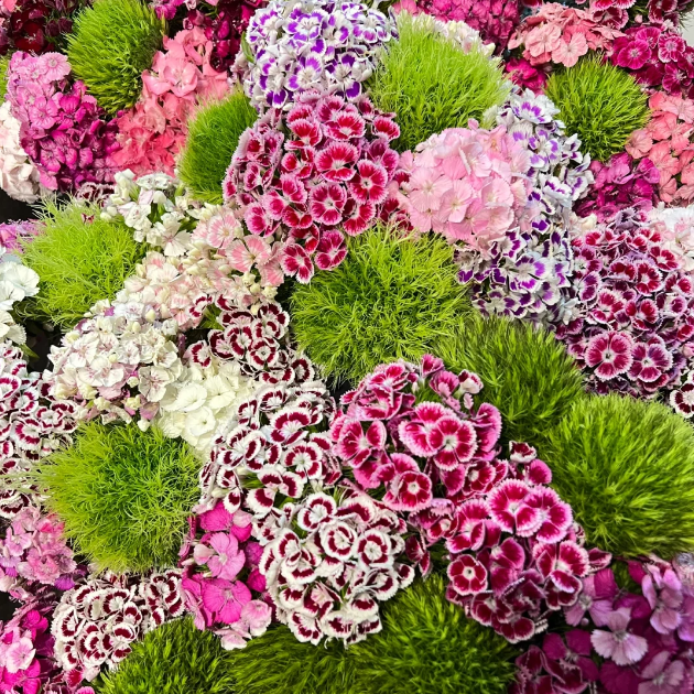 🌸Dianthus Mixed Color Flower Seeds