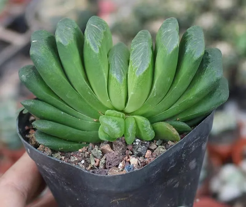 hts28. Haworthia truncata cv. Lime green 6-7cm/ Haworthia/ Succulent plants / Garden landscape / Carefully select healthy plants