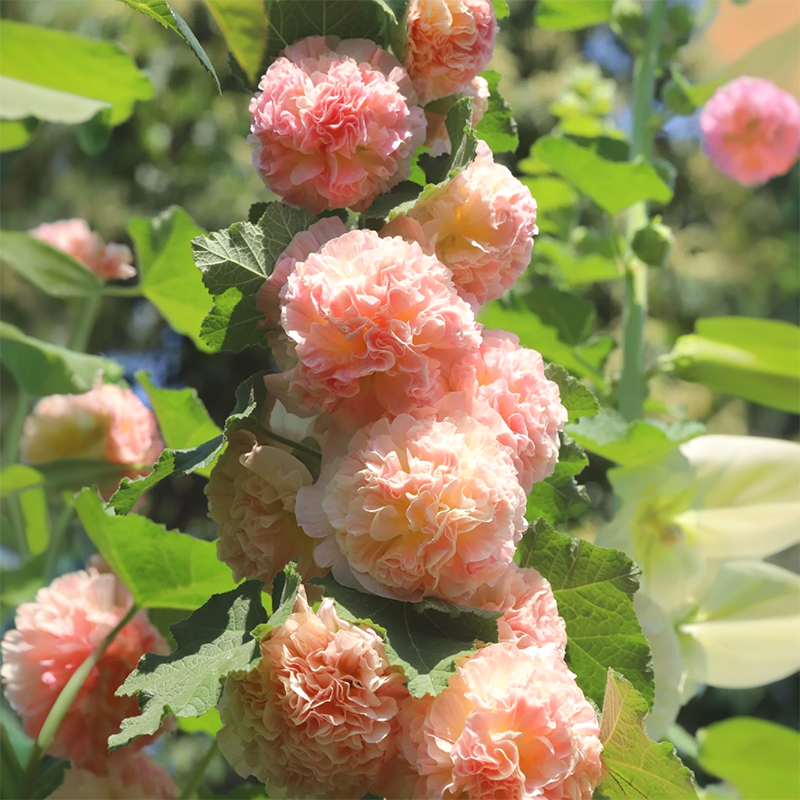 💐Double-flowered Hollyhock Seeds