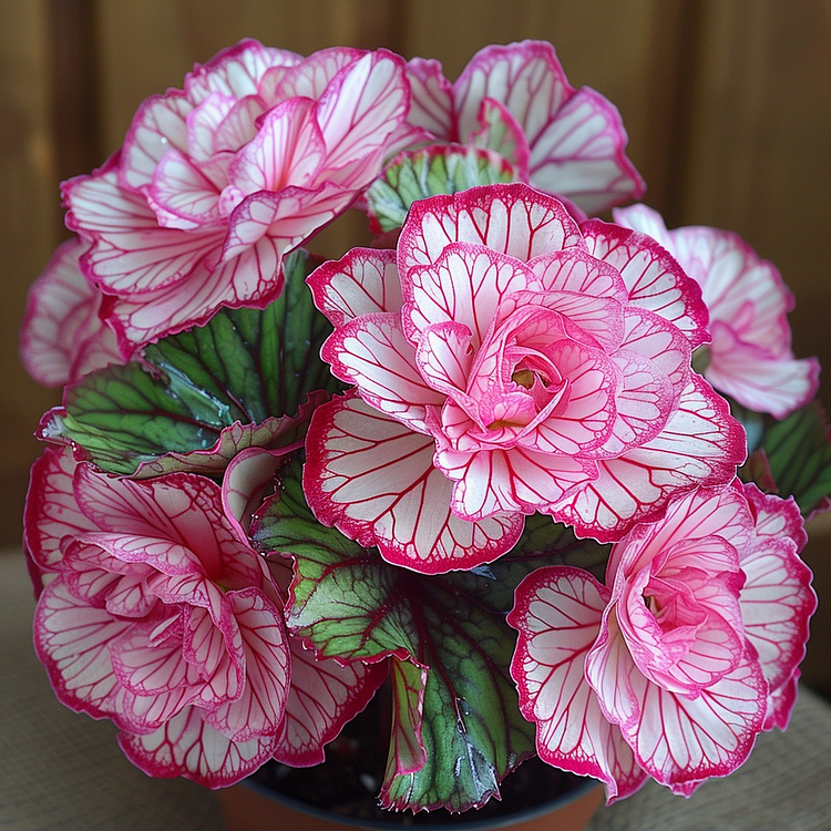 Painted Begonia 🫧☘️Pot Plant, Interior Design, Low Maintenance🍃🌺