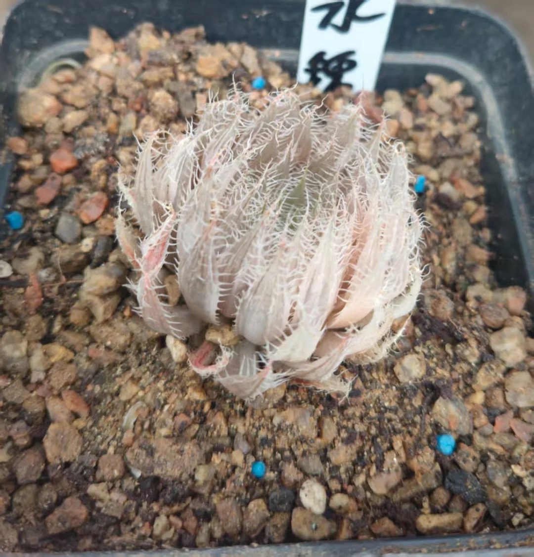 onestock.Haworthia bolusii Bak. Var 4cm/ Haworthia/ Succulent plants / Garden landscape / Carefully select healthy plants