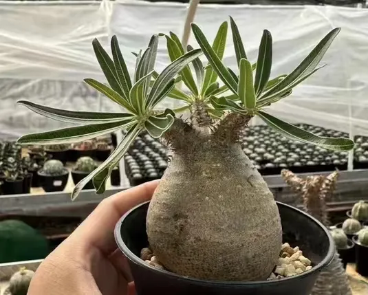 plant Aeonium Echeveria Haworthia  Caudex  Lithops Cactus  Agave 