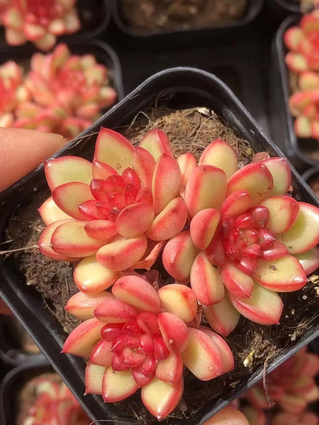 357. Jenny Adam  single head and cluster/ Echeveria / Succulent plants / Garden landscape / Carefully select healthy plants